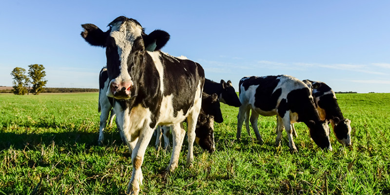 BVD bovino: Qué es, síntomas y cómo prevenir esta enfermedad viral